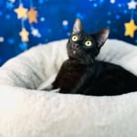 Photo of Mystica   Located In Preston 