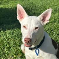 Photo of Goku