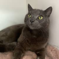 Photo of King Louie (0617)