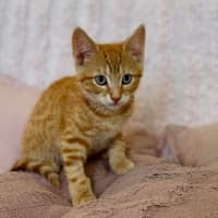 Photo of Ziggy   In Foster Care In Croydon