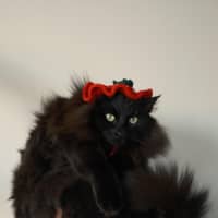 Photo of Rollie