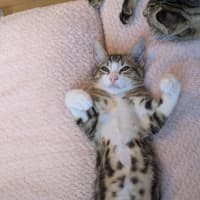 Photo of Bertie & Bolt 