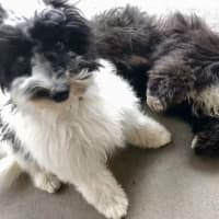 Photo of Frankie & Rosie