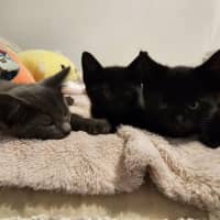 Photo of Wagga Meet Me@Petstock Keysborough 