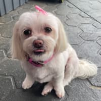 Photo of Phoebe   8 Year Old Maltese X Shih Tzu