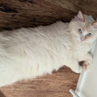 Photo of Puss