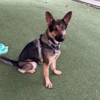 Photo of Moxie