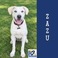Photo of Zazu