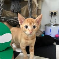 Photo of Hudson