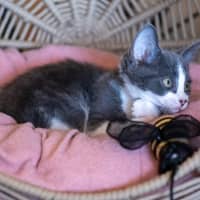 Photo of Kiki