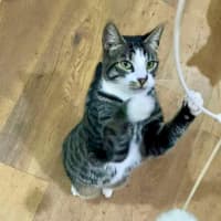 Photo of Blitzen   Located In Bacchus Marsh