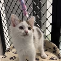 Photo of Tinkerbelle