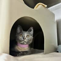 Photo of Ember