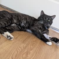 Photo of Guinness