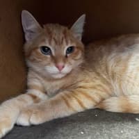 Photo of Marmalade Mike