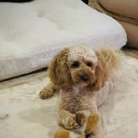 Photo of Kai And Kobi