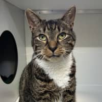 Photo of Gimli (Bonded To Evie)