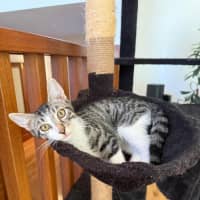 Photo of Pixel