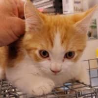 Photo of Bijan The Yellow Dumbo Octopus