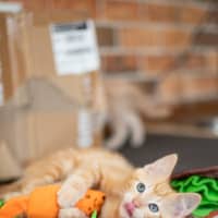 Photo of Rowdy