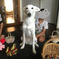 Photo of Trixie 🩷