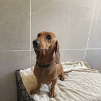 Photo of Betty And Dobbie