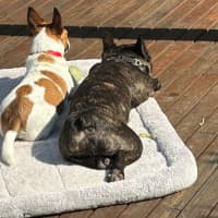 Photo of Vintage Wensleydale