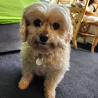 Photo of Lola Silvanus