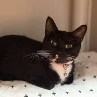 Photo of Cherry