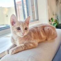 Photo of Penelope Bandit