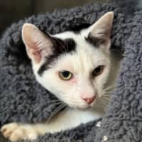 Photo of Paddy 