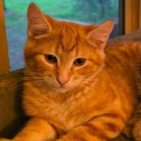 Photo of Toffee