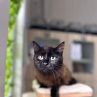 Photo of 🌱 Petunia 5628 🌱