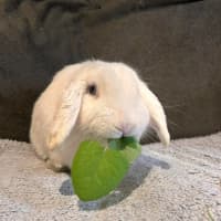Photo of Thelmo