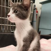 Photo of Zorro