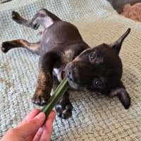 Photo of Dr Bunsen Honeydew