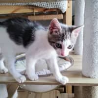 Photo of Amba