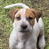 Photo of Finn The Human