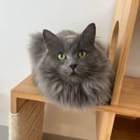Photo of Jinx