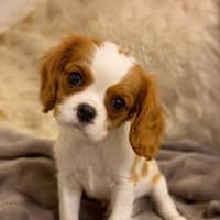 Photo of Hudson