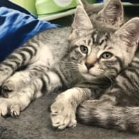 Photo of Greysie