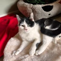 Photo of Ayla * 9 Lives Project Rescue*