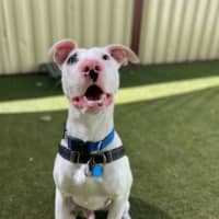 Photo of Oakley