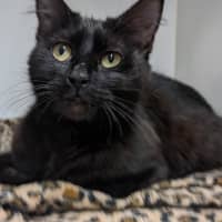 Photo of Cleo