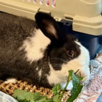 Photo of Fantastic Ori