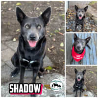 Photo of Shadow 