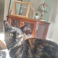 Photo of Fluffy