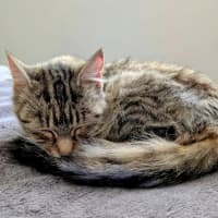 Photo of Penny