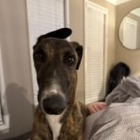 Photo of Clay, The Greyhound