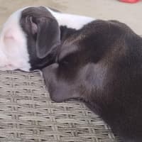 Photo of Hamish ~ 10 Week Old, Male, Bull Arab Puppy